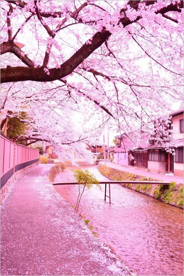 桜シーズン 入学式 タイミング