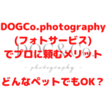 DOG＆Co.photography フォトサービス プロ 頼む メリット